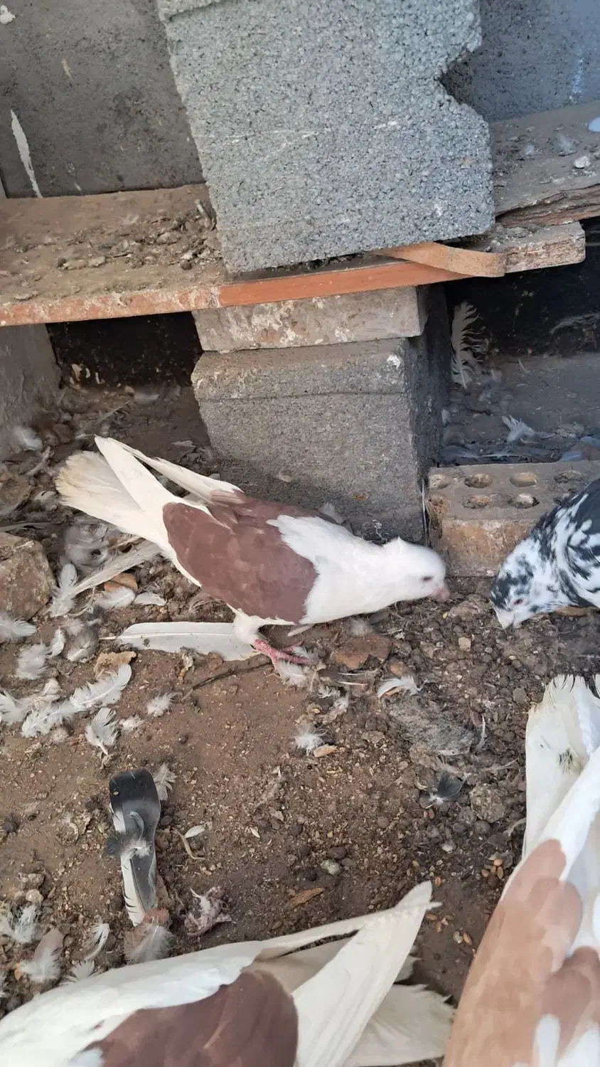 کفتر ساربزک پشتی ماده|پرنده|مشهد, امیرآباد|دیوار