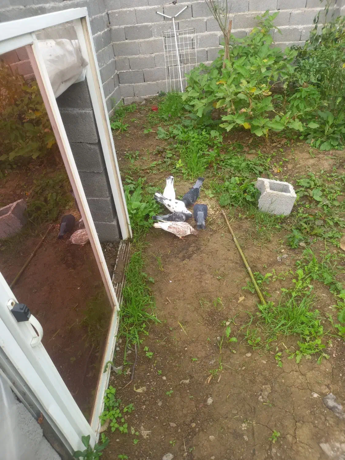 کبوتر مسابقه ای|پرنده|شفت, |دیوار