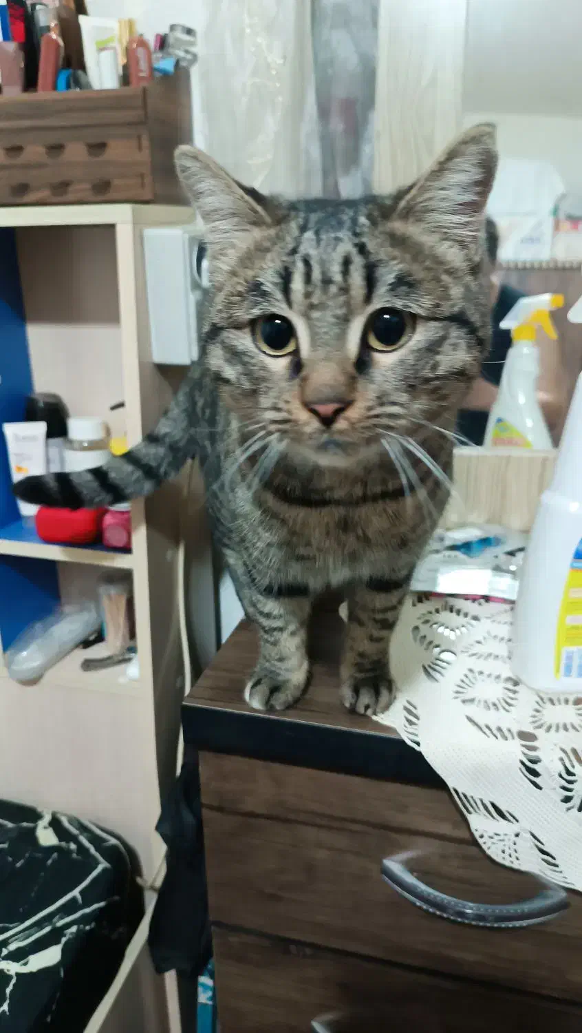 گربه طوسی پیدا شده|گربه|هشتگرد, شهرک اقدسیه|دیوار