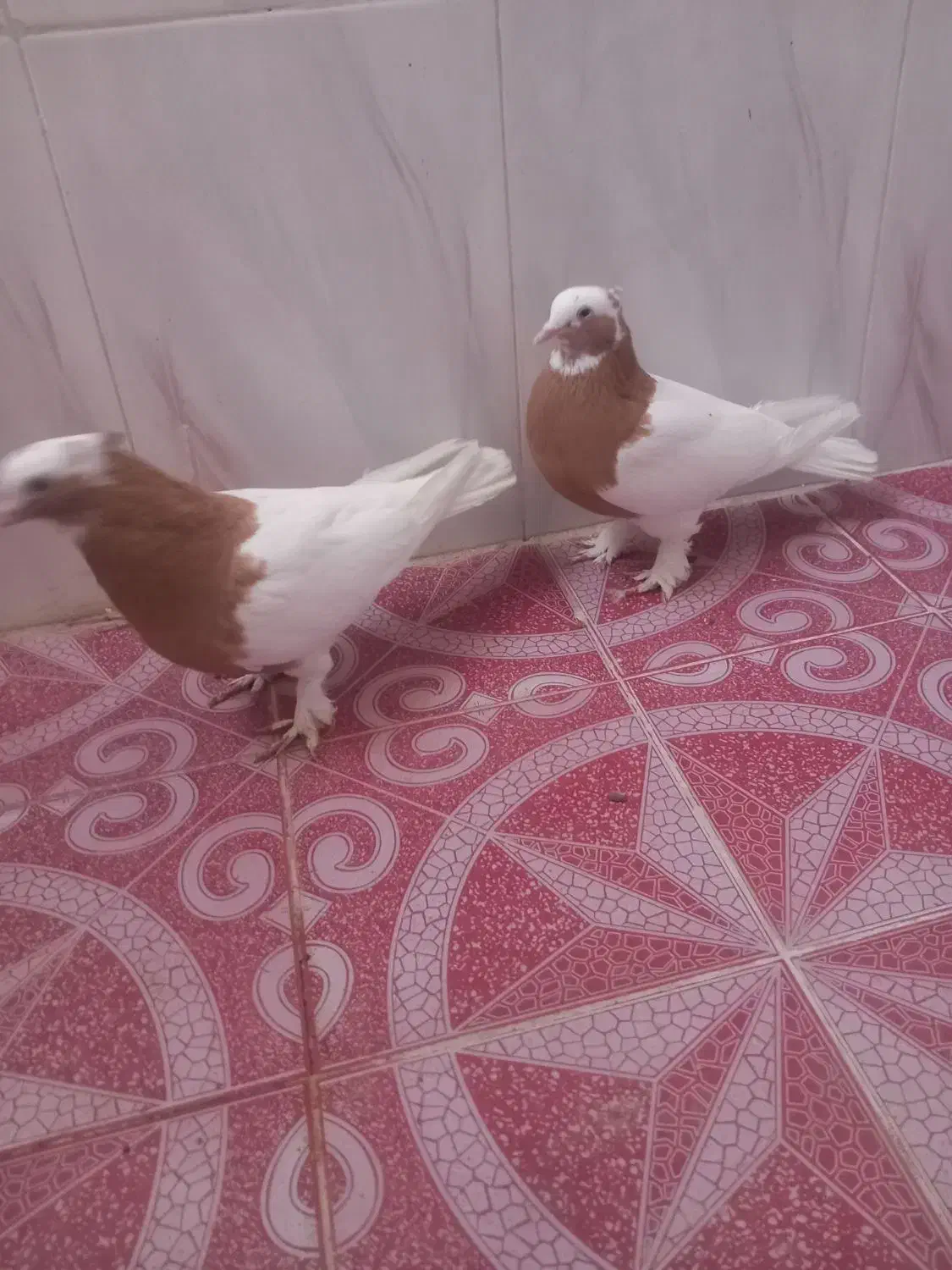 طوق زرد پرتقالی|پرنده|نوبندگان, |دیوار