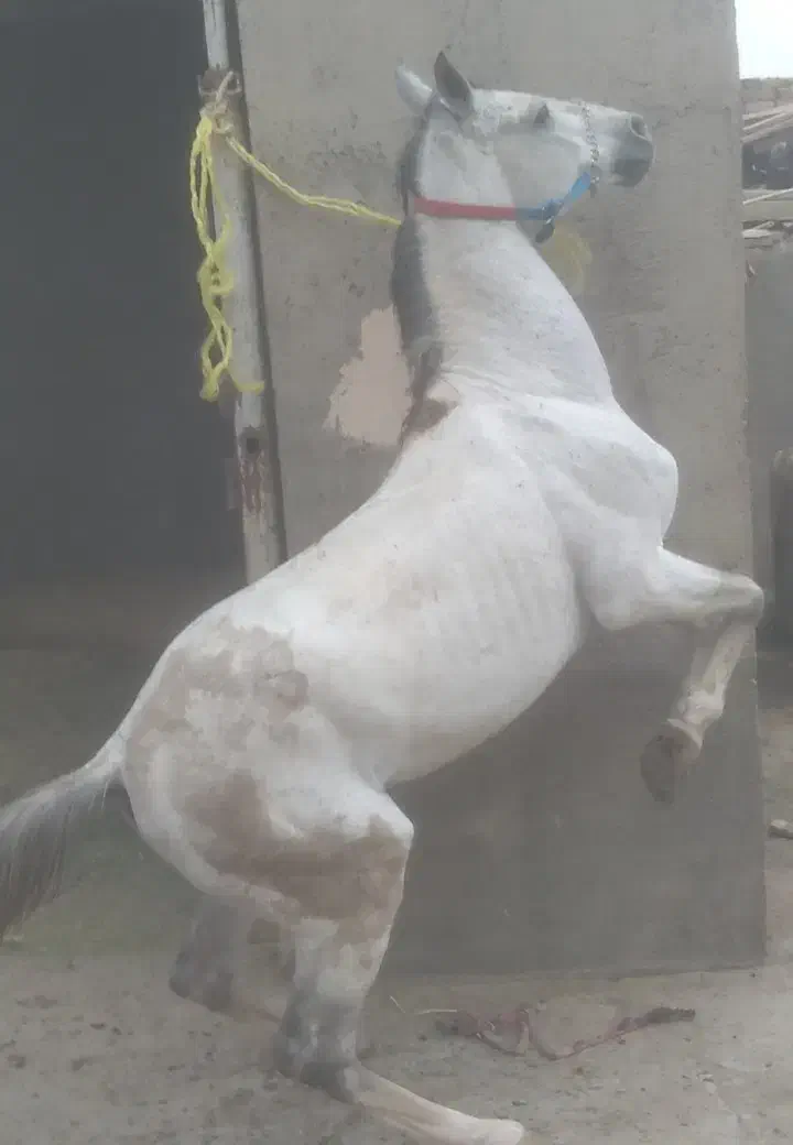 اسب|اسب و تجهیزات اسب‌سواری|قم, قلعه کامکار|دیوار