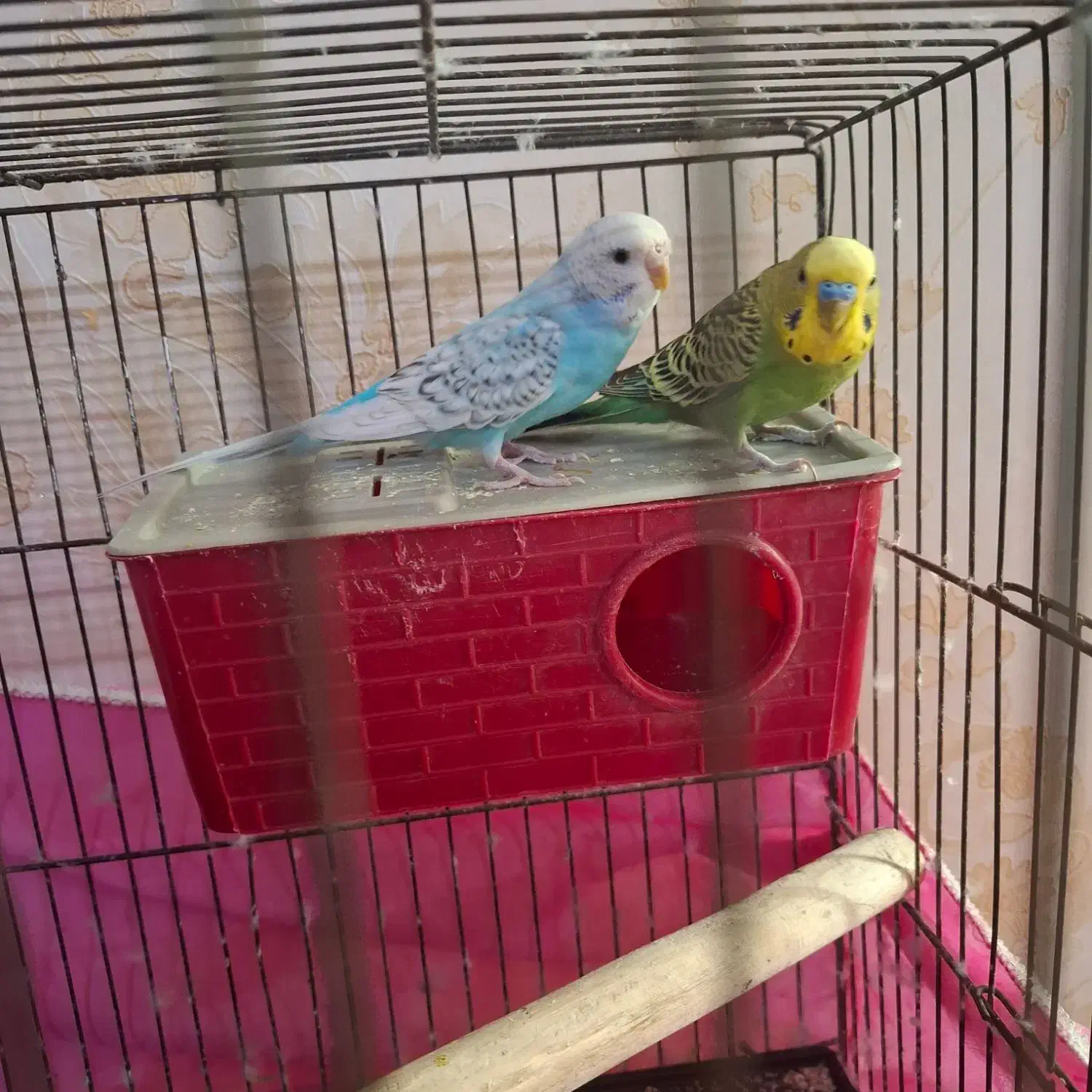 یک جفت مرغ عشق با قفس|پرنده|اسلامشهر, شهرک مهدیه|دیوار