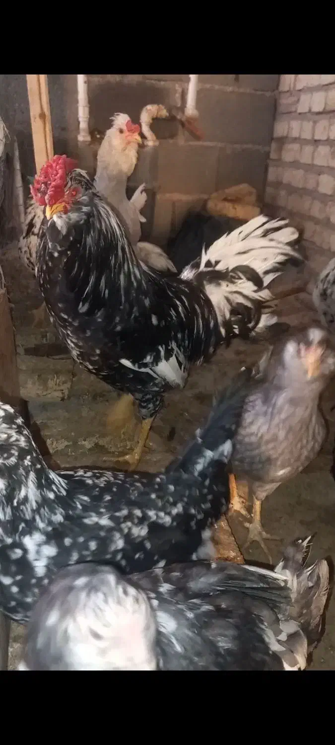 خروس گلین سیاه خال سوزنی|حیوانات مزرعه|فرخ‌شهر, |دیوار