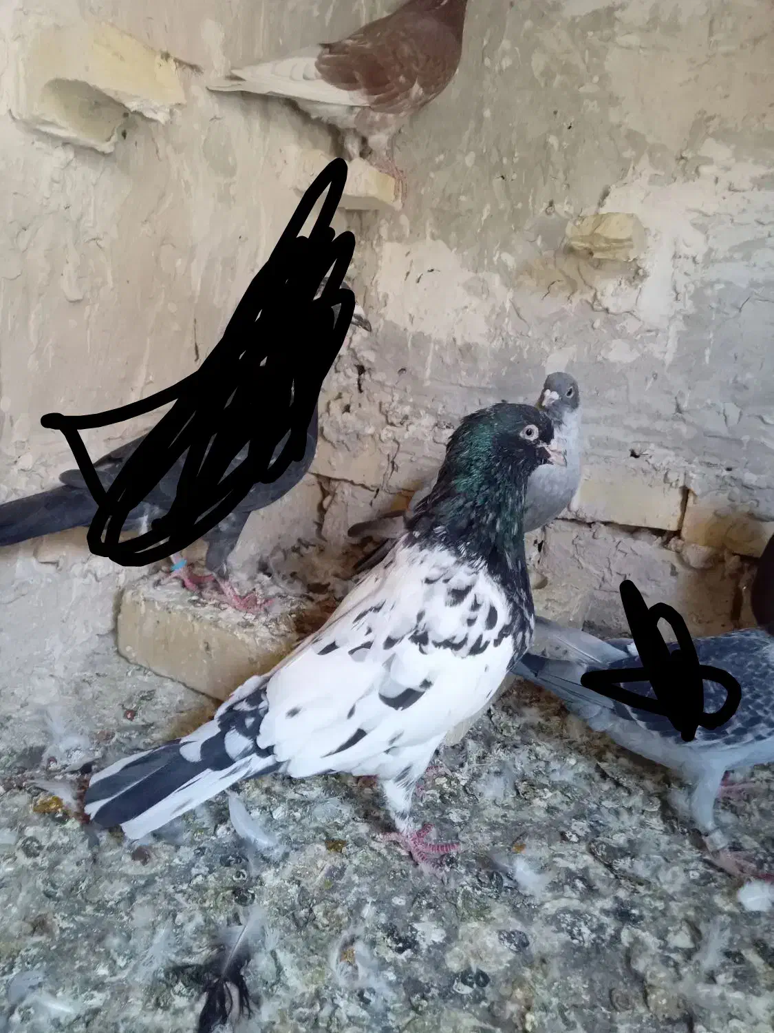 کفتر|پرنده|چناران, |دیوار
