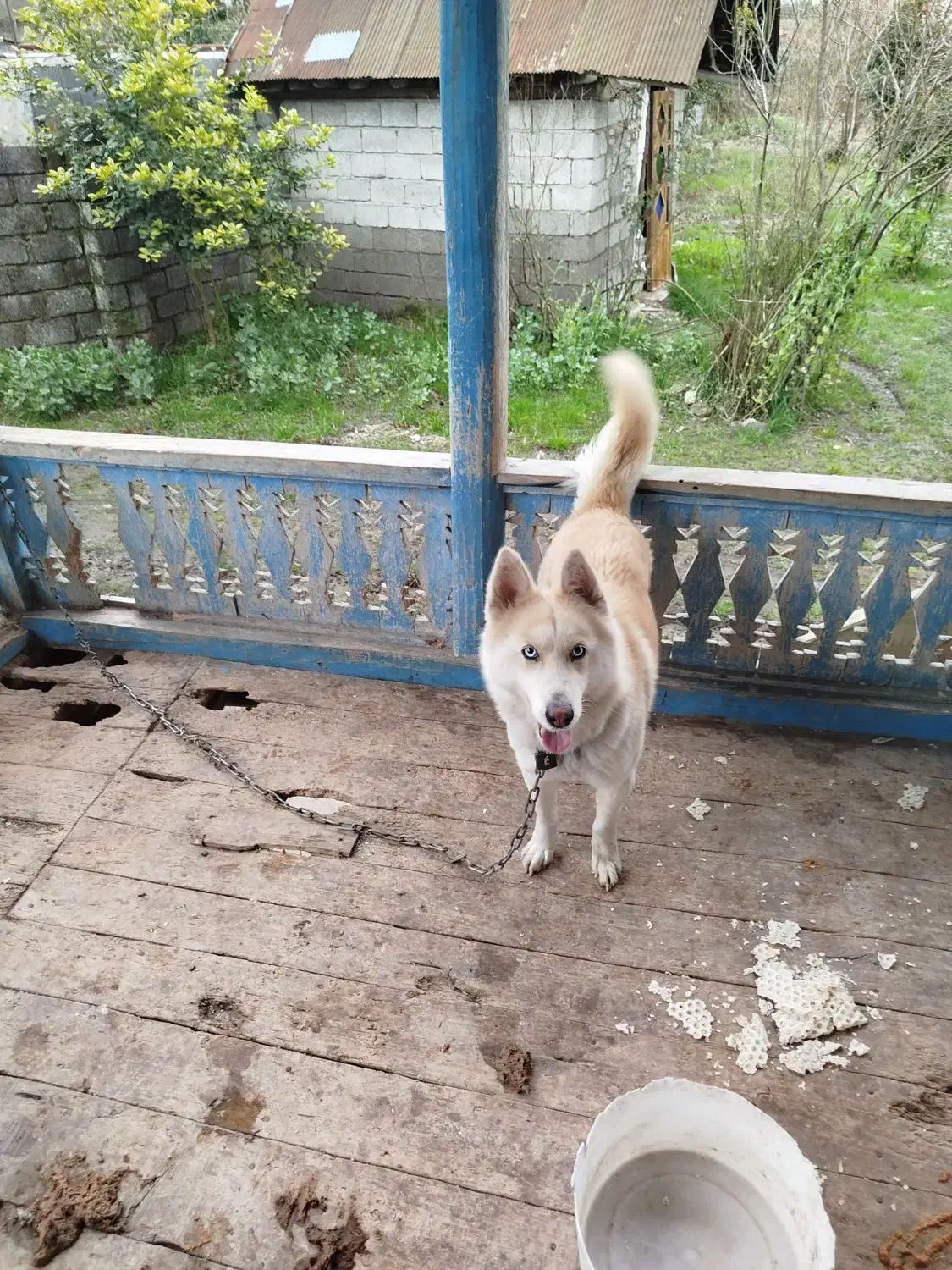 هاسکی ماده اصل|سگ|لنگرود, |دیوار