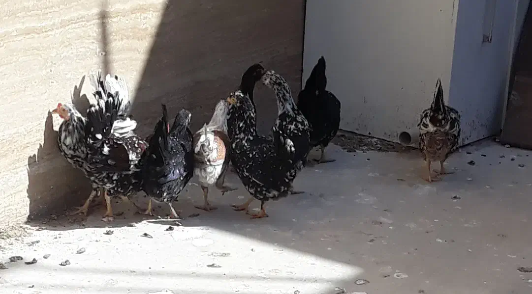 تخم مرغ گلین|حیوانات مزرعه|اصفهان, صدف|دیوار