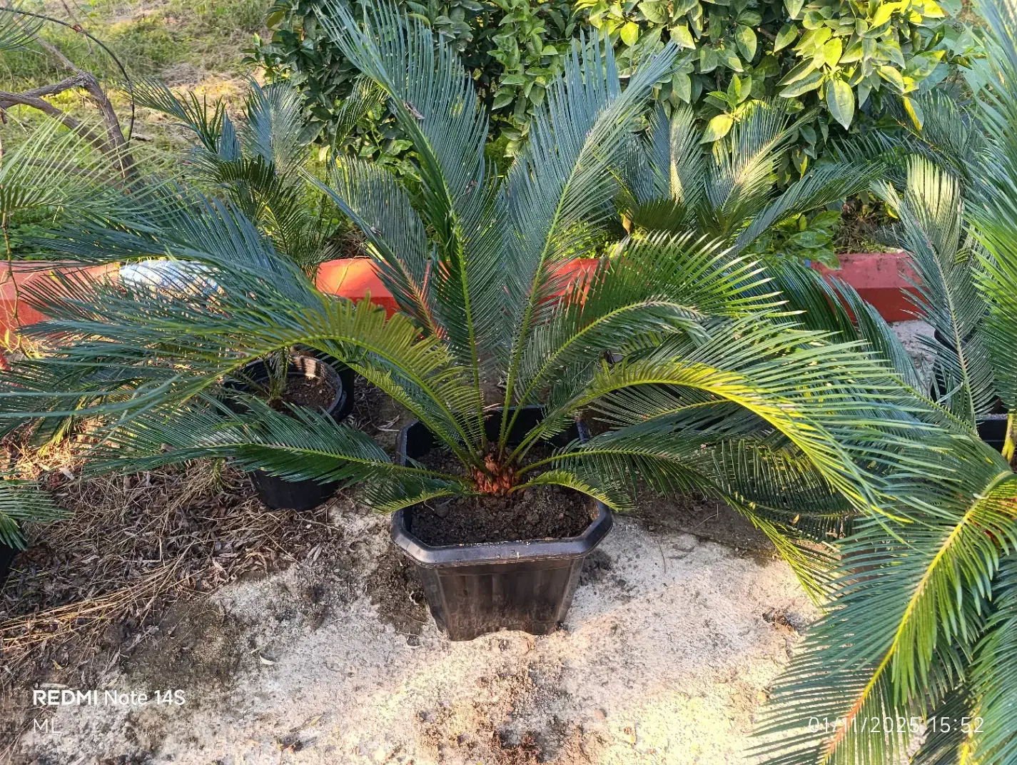 سیکاس|گل و گیاه طبیعی|تهران, شهرک هما|دیوار