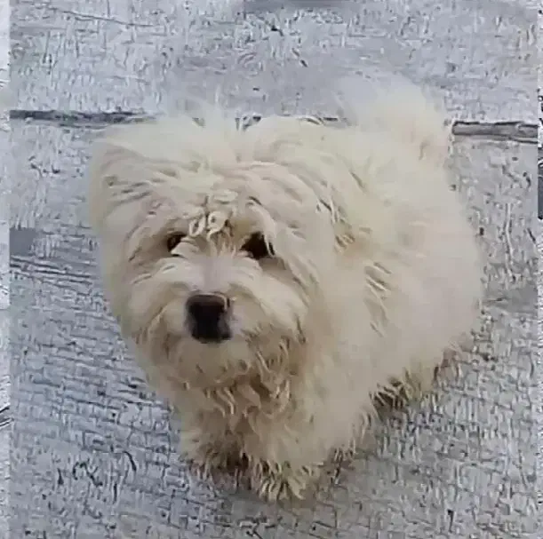 سگ پا کوتاه|سگ|بم, |دیوار