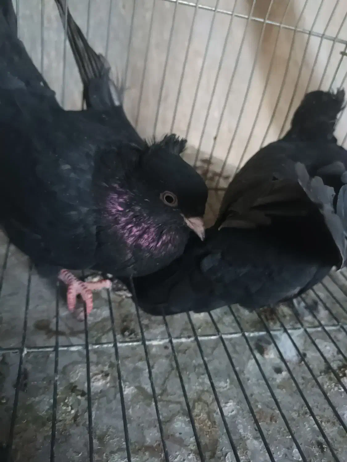 یک جفت زاغ آبادانی ۵۰۰|پرنده|نجفآباد, یزدانشهر|دیوار