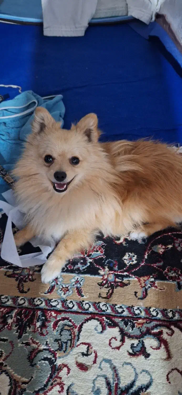 پامر عروسکی|سگ|بندرلنگه, |دیوار