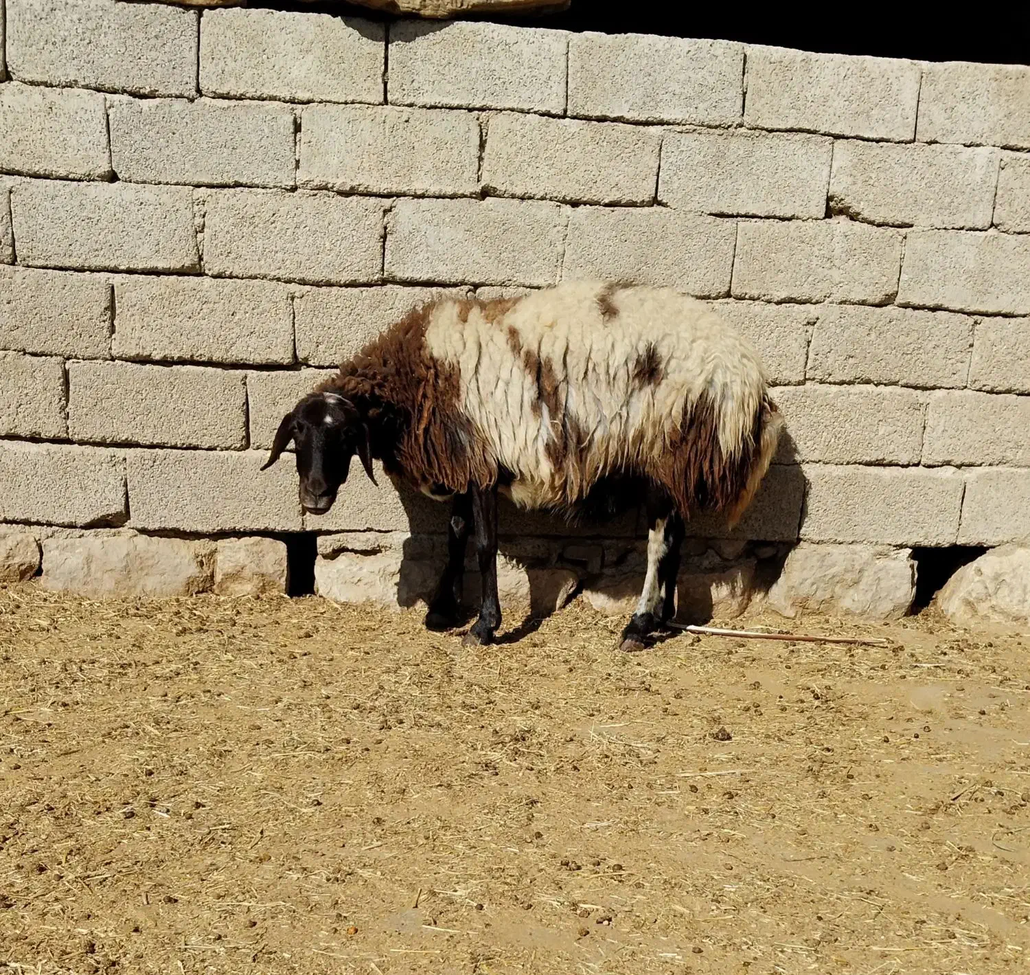 میش داشتی|حیوانات مزرعه|اندیمشک, |دیوار