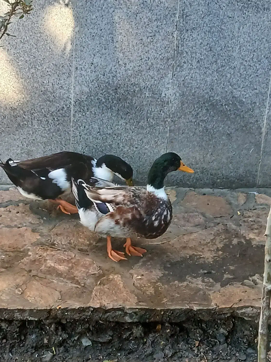 حیوانات مزرعه|حیوانات مزرعه|طرقبه, |دیوار