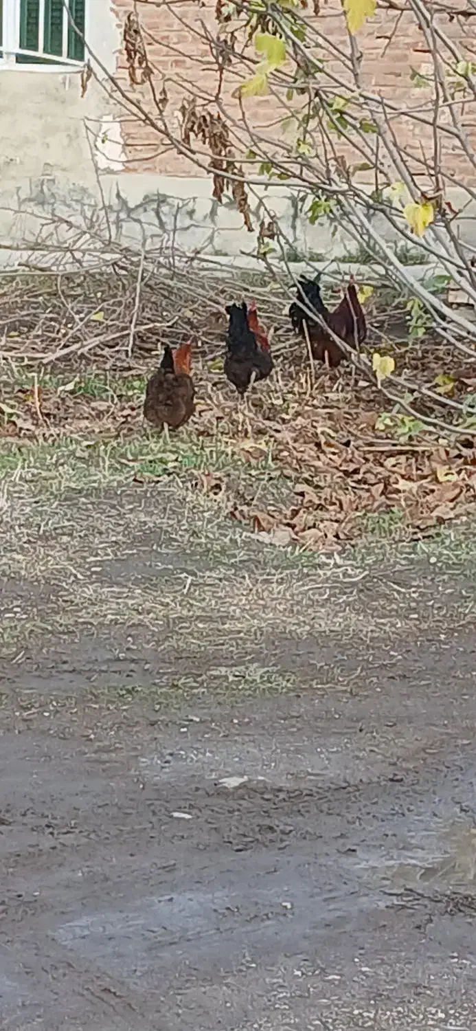 مرغ وخروس|حیوانات مزرعه|گنبد کاووس, |دیوار