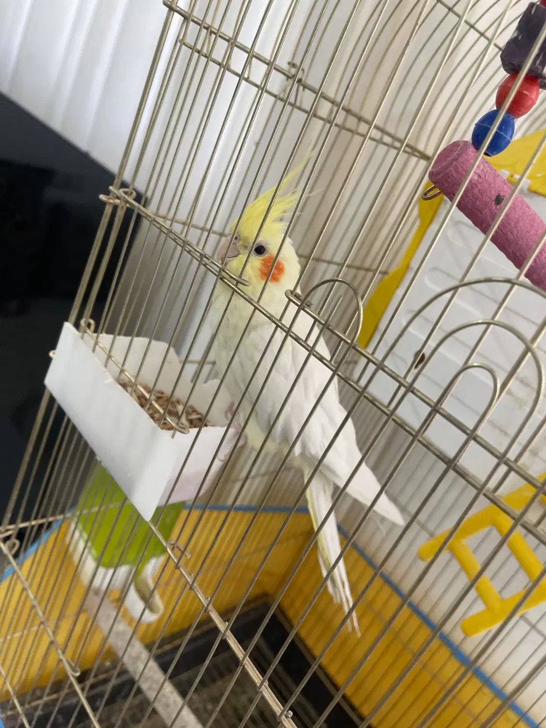 عروس هلندی|پرنده|سبزوار, میدان بار|دیوار