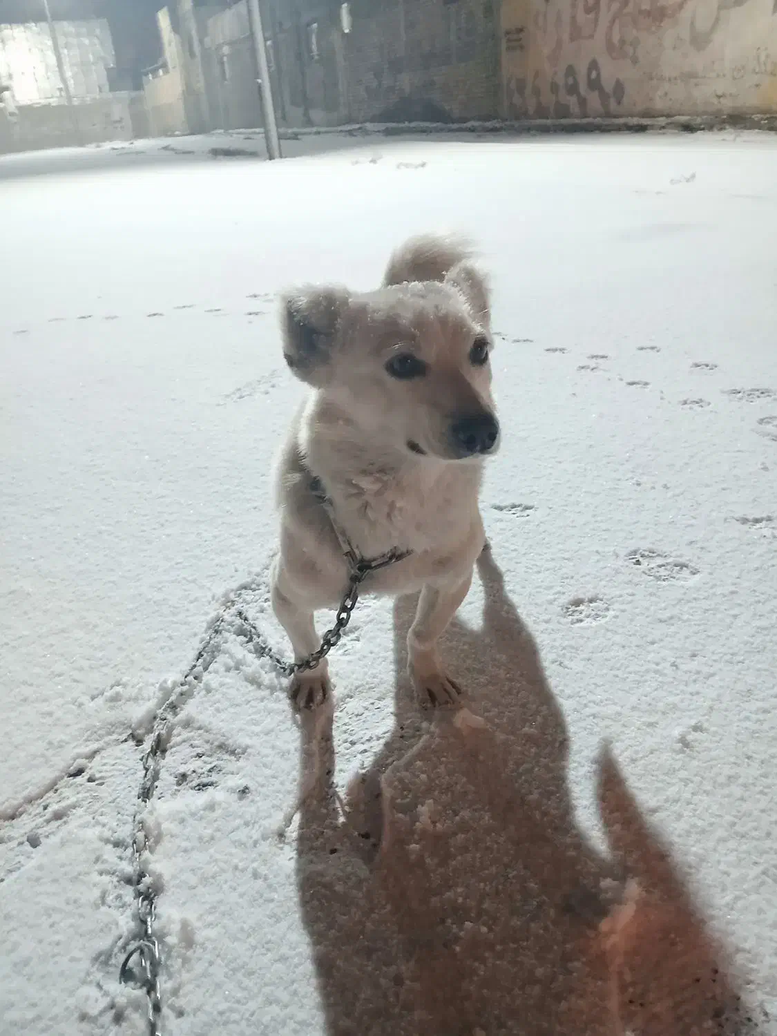 واگذاری سگ|سگ|دورود, |دیوار