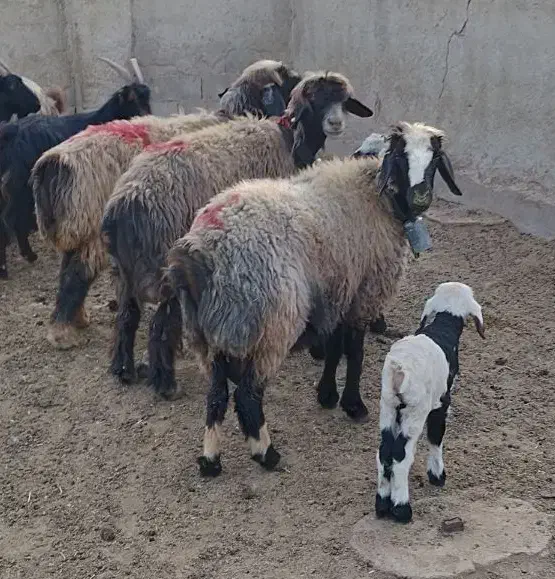 ۳میش بره داروقوچ و بز|حیوانات مزرعه|شیراز, علی آباد|دیوار