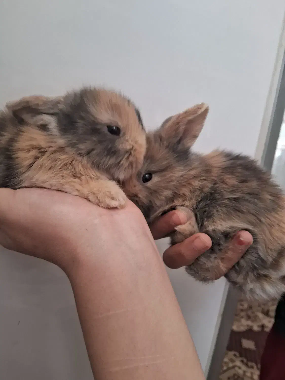 خرگوش لپ|موش و خرگوش|نجفآباد, صالح آباد|دیوار