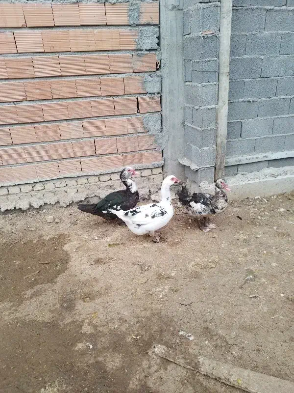 اردک خارجی|حیوانات مزرعه|گمیشان, |دیوار