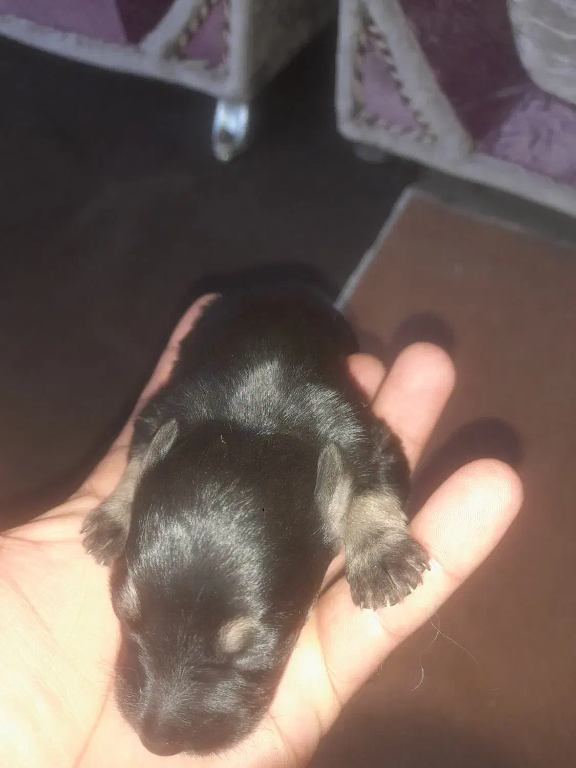 سگپاکوتاهپشمالو|سگ|خان ببین, |دیوار