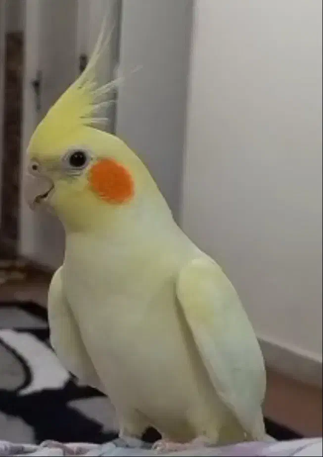 گمشده|حیوانات|کرج, فاز ۴ مهرشهر|دیوار