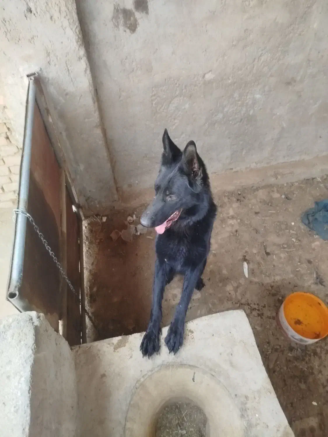 سگ ژرمن ماده|سگ|اشکذر, |دیوار