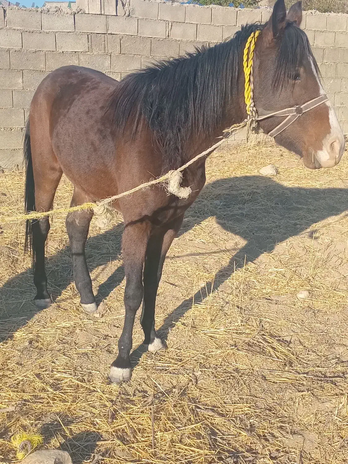 فروش  ماده هست|اسب و تجهیزات اسبسواری|یاسوج, |دیوار