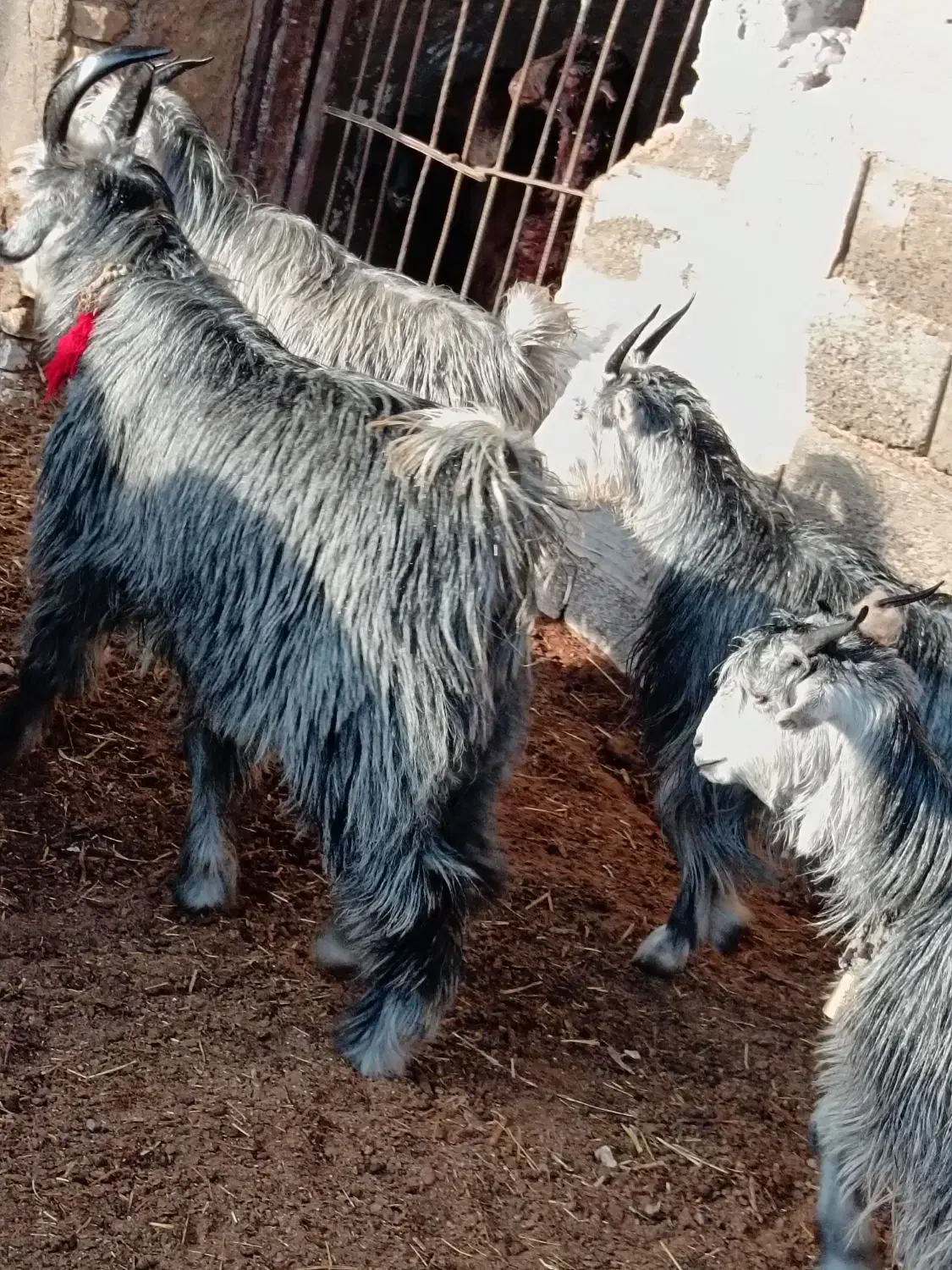 بزغاله سبز مال گله داری|حیوانات مزرعه|نجفآباد, مزرعه طالب|دیوار