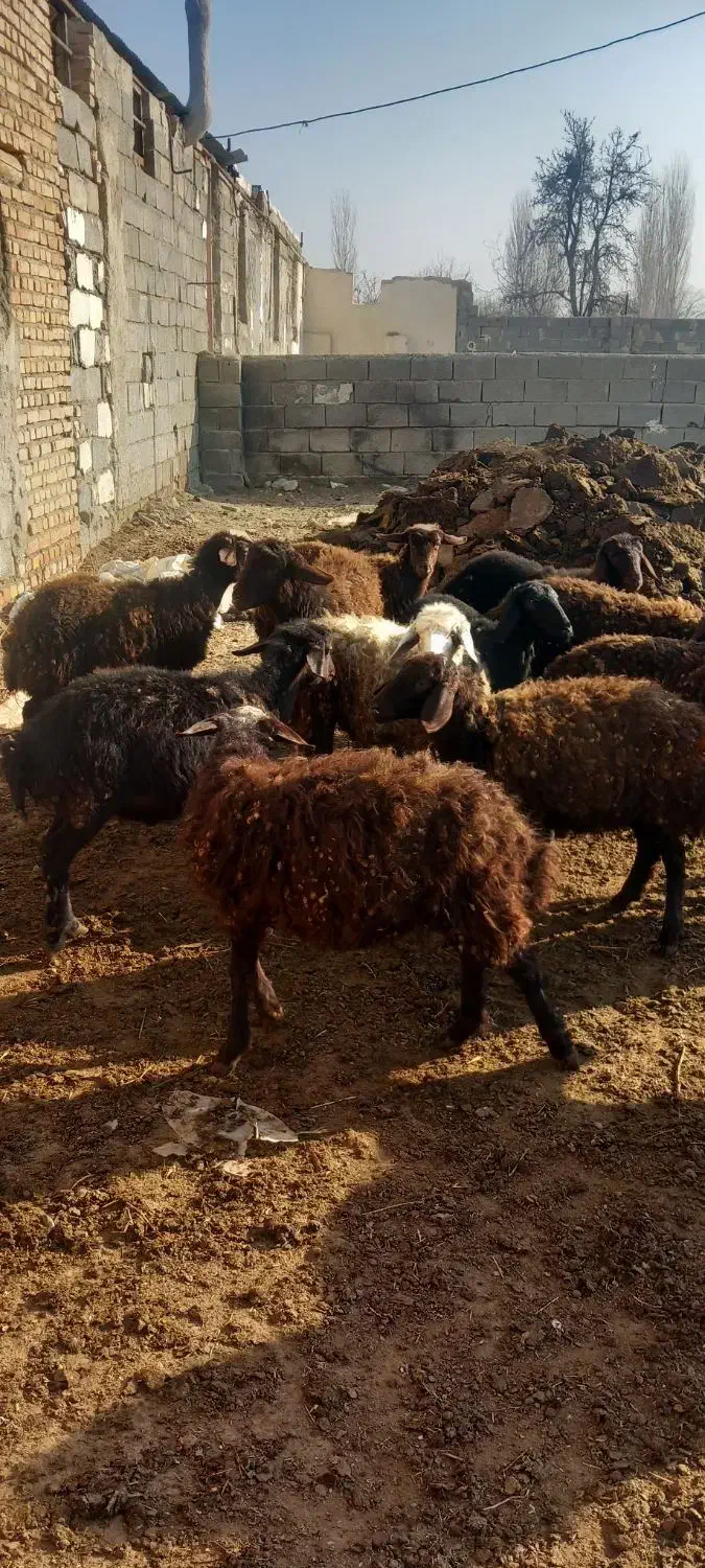 بره نره ماده|حیوانات مزرعه|نوشین شهر, |دیوار