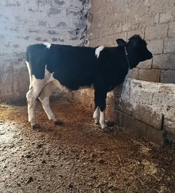 گوساله ماده|حیوانات مزرعه|اردبیل, |دیوار