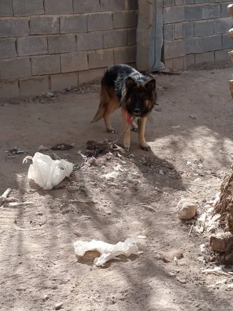 معاوضه|سگ|شیراز, شریف‌آباد|دیوار