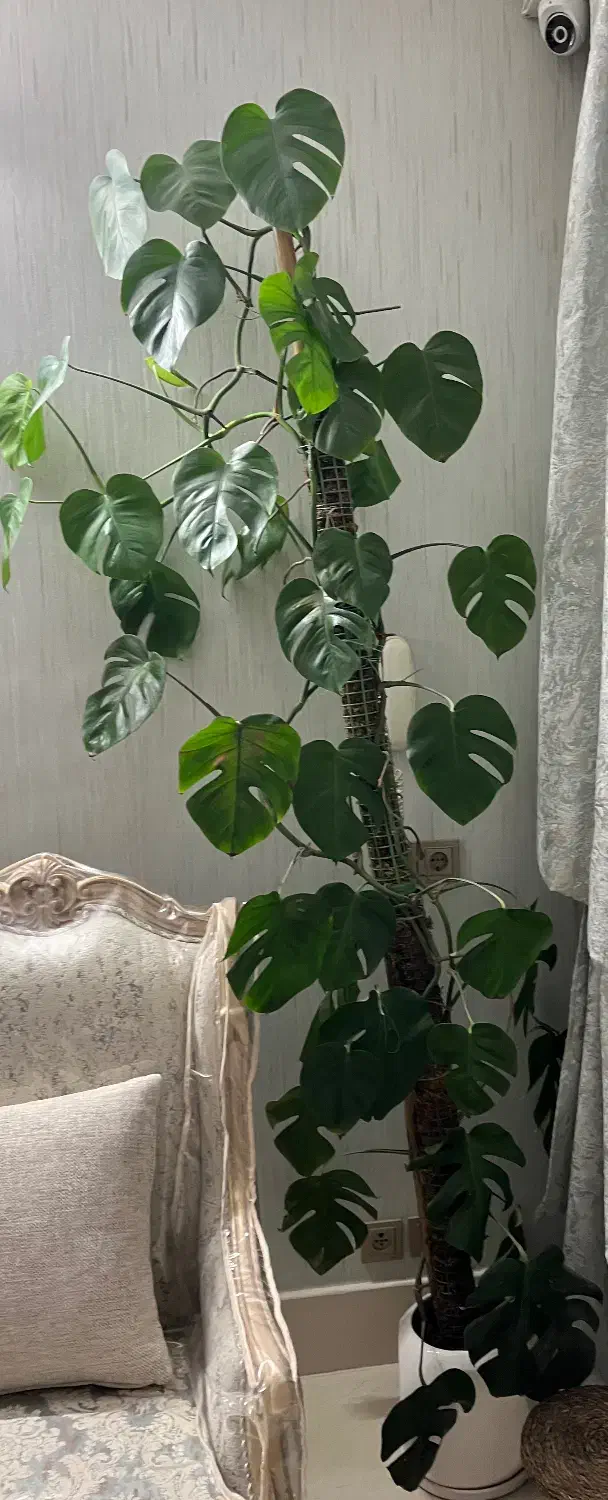 برگ انجیری|گل و گیاه طبیعی|اصفهان, طامه|دیوار