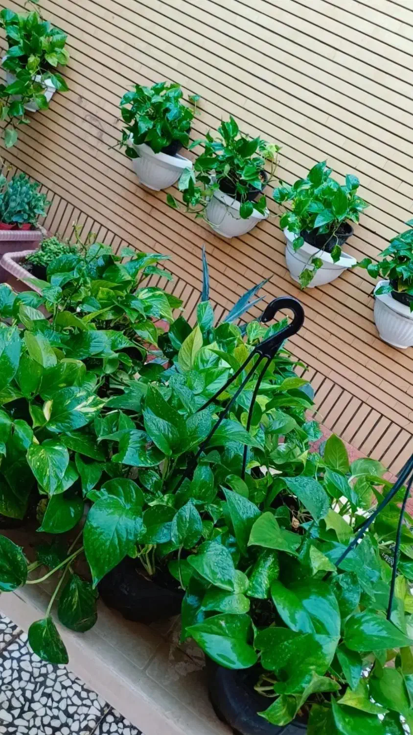 گل اپارتمانی|گل و گیاه طبیعی|زابل, |دیوار