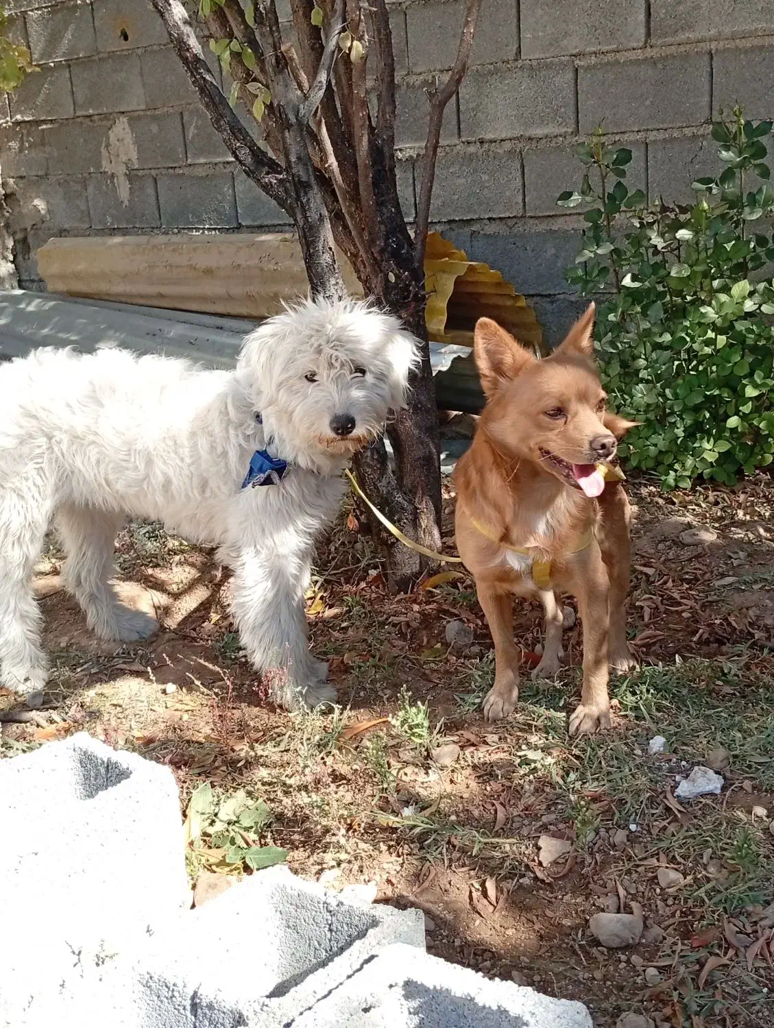 سگ پامر و شیتزو|سگ|یاسوج, |دیوار