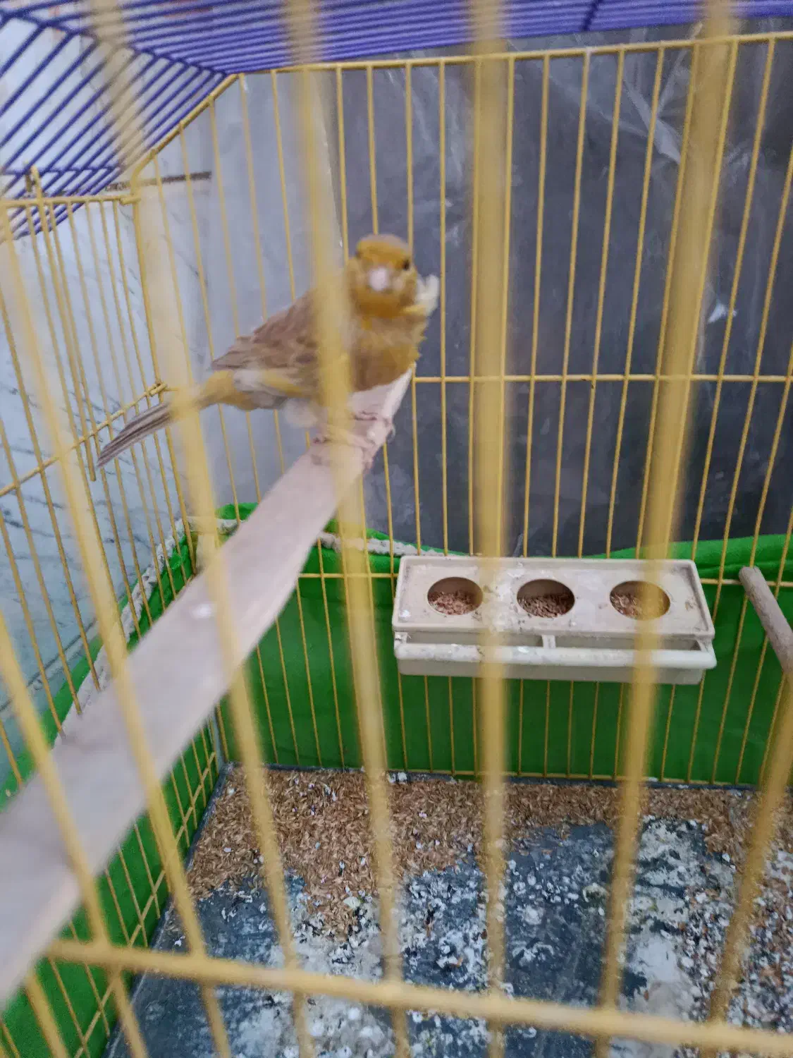 قناری|پرنده|ورامین, ورامین|دیوار