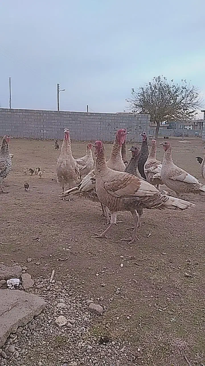 بوقلمون نر|حیوانات مزرعه|گنبد کاووس, |دیوار