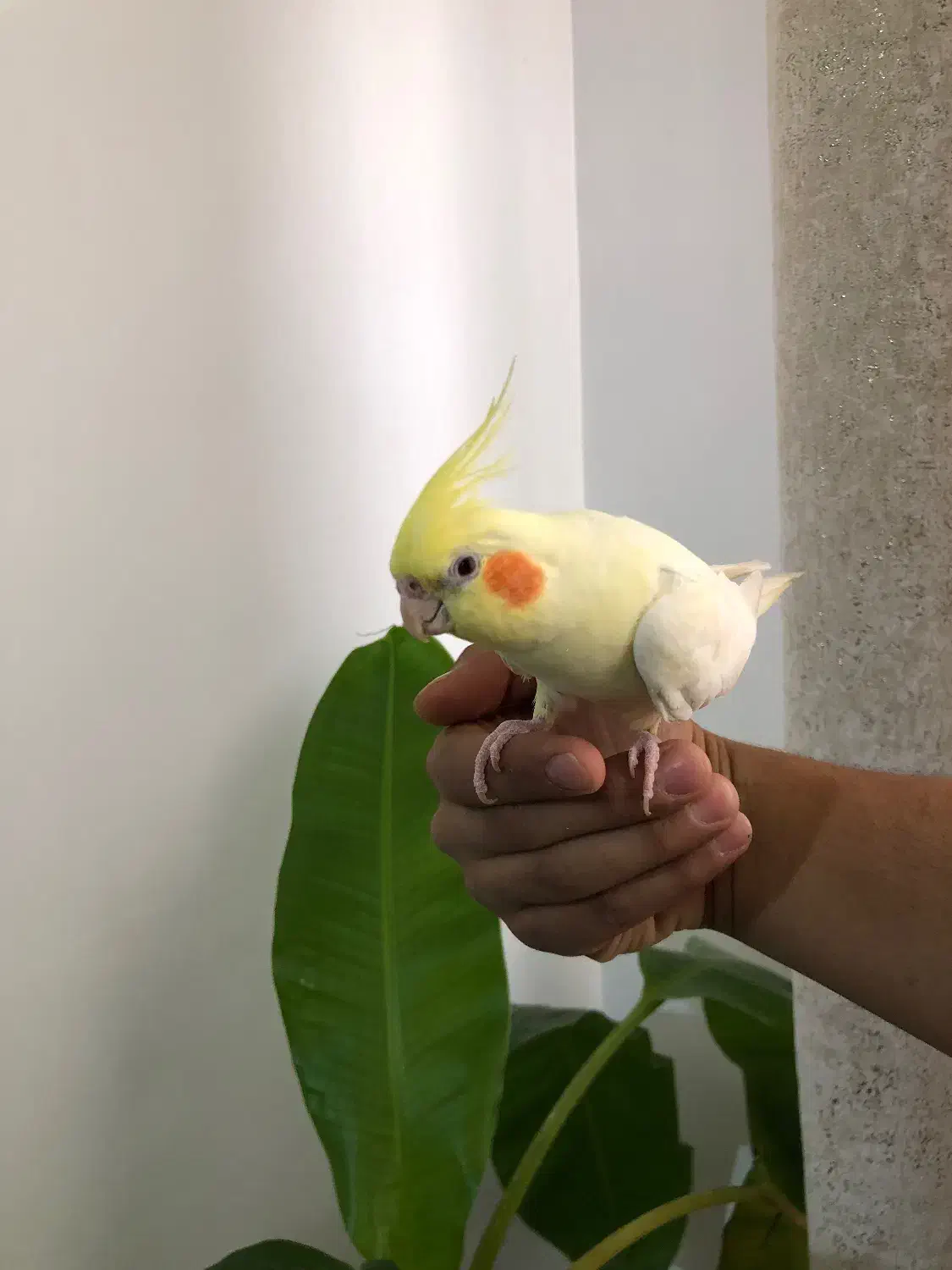 یک جفت عروس هلندی|پرنده|هشتگرد, شهرک ولیعصر (مهستان)|دیوار