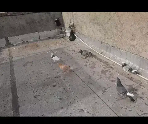 کبوتر یا کفتر|پرنده|مینودشت, |دیوار