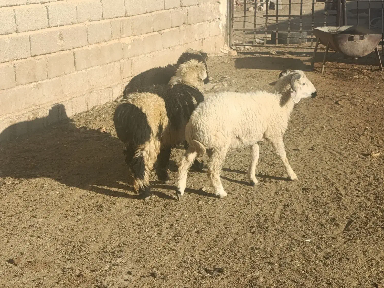 بره سبک ترکی و میش بره دار نر|حیوانات مزرعه|شیراز, بید زرد|دیوار