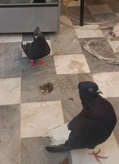 زاغ دم سفید مهر|پرنده|قم, انسجام|دیوار