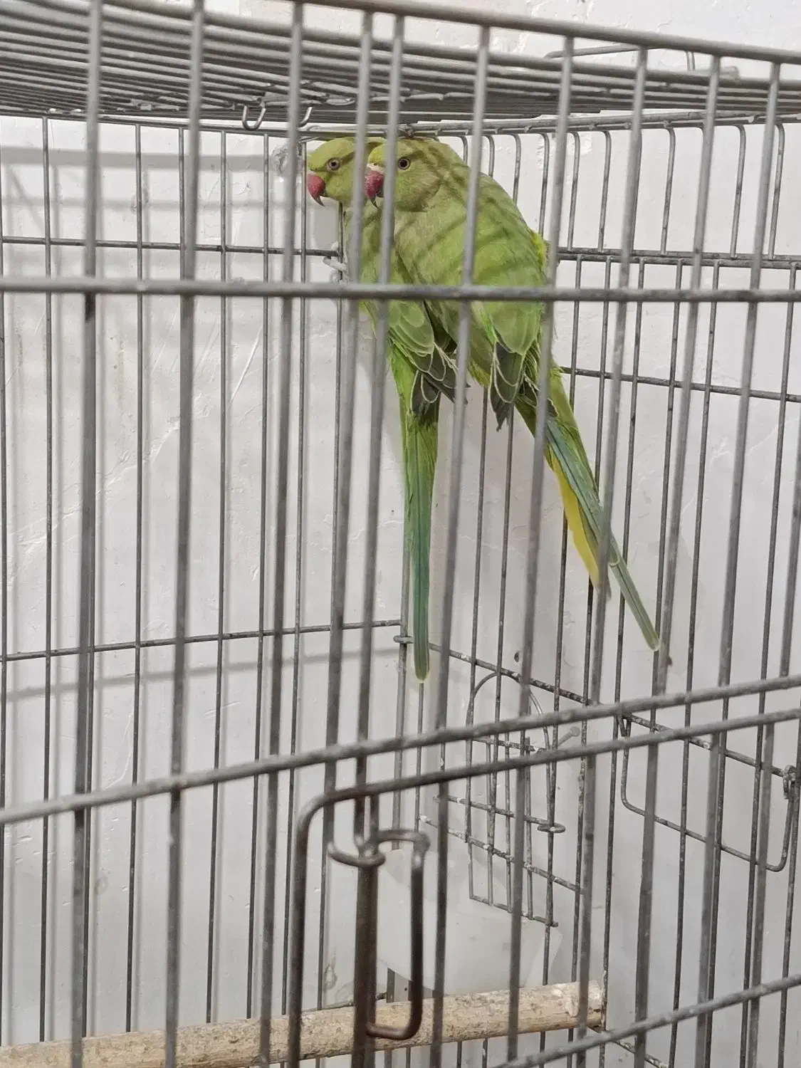 جفت ملنگو|پرنده|قائم‌شهر, |دیوار