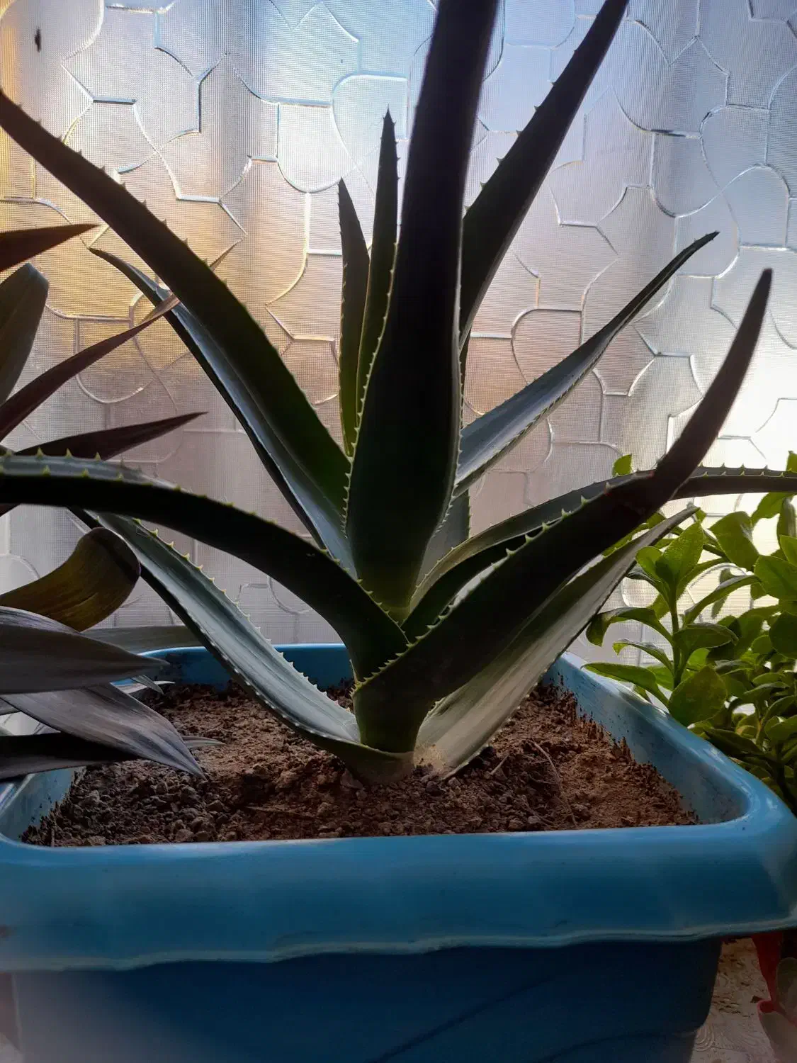 گل طبیعی|گل و گیاه طبیعی|هرسین, |دیوار