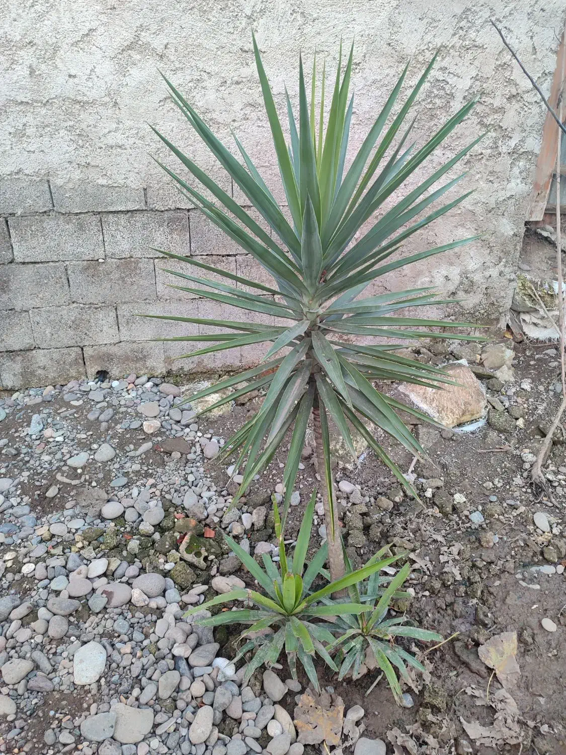 تعدادی گل یوکا بفروش میرسد|گل و گیاه طبیعی|کوچصفهان, |دیوار