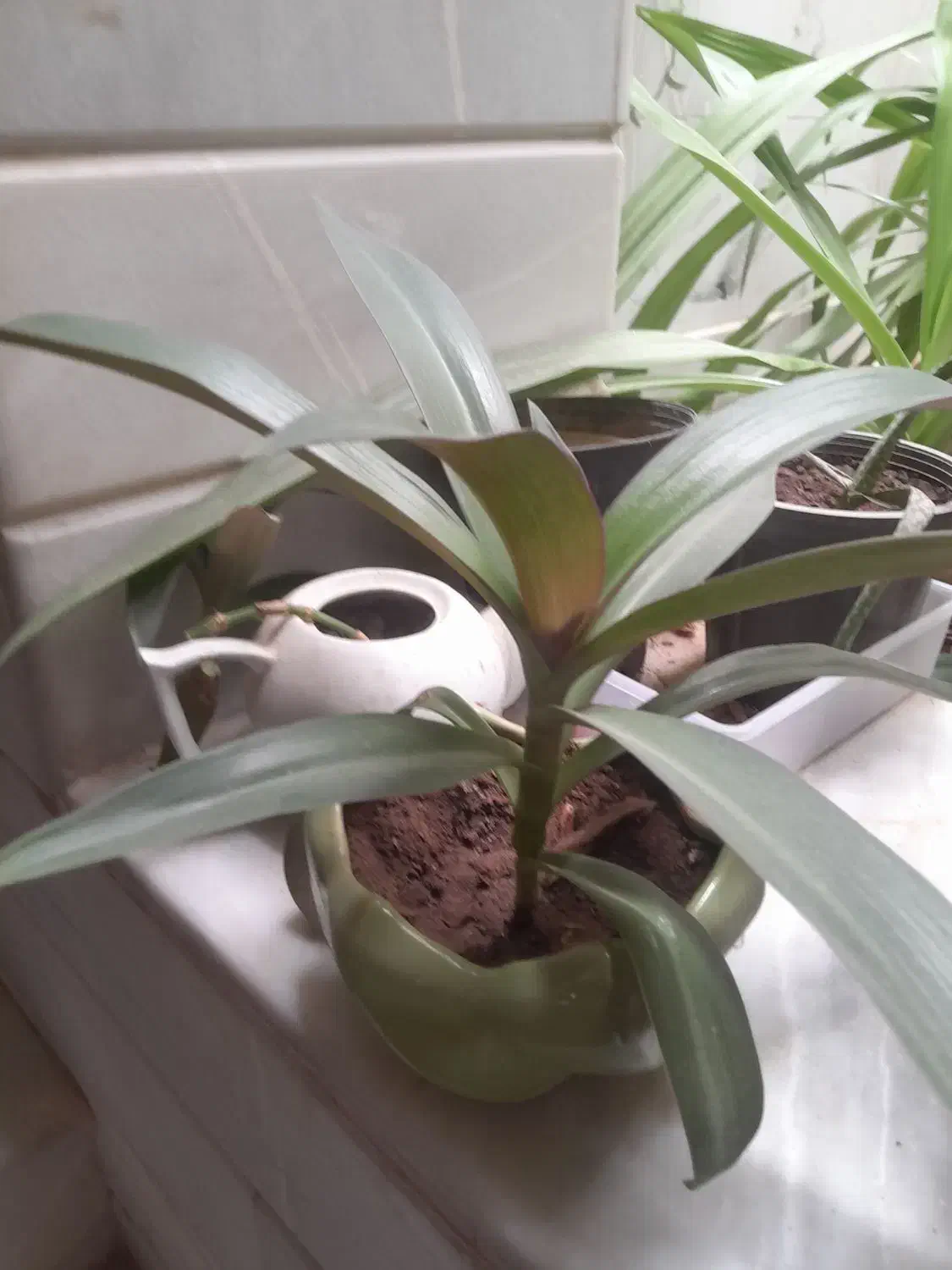 گلدان گل|گل و گیاه طبیعی|اردکان, |دیوار