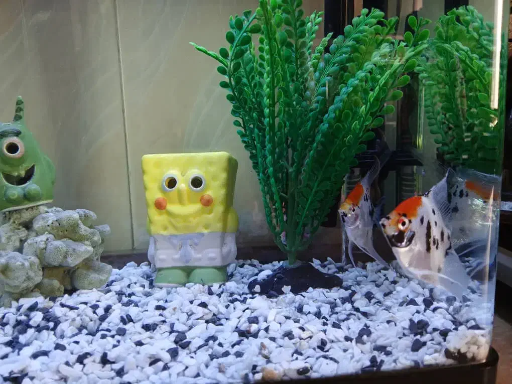 آکواریوم|ماهی|اسلام‌شهر, شهرک سعیدیه|دیوار