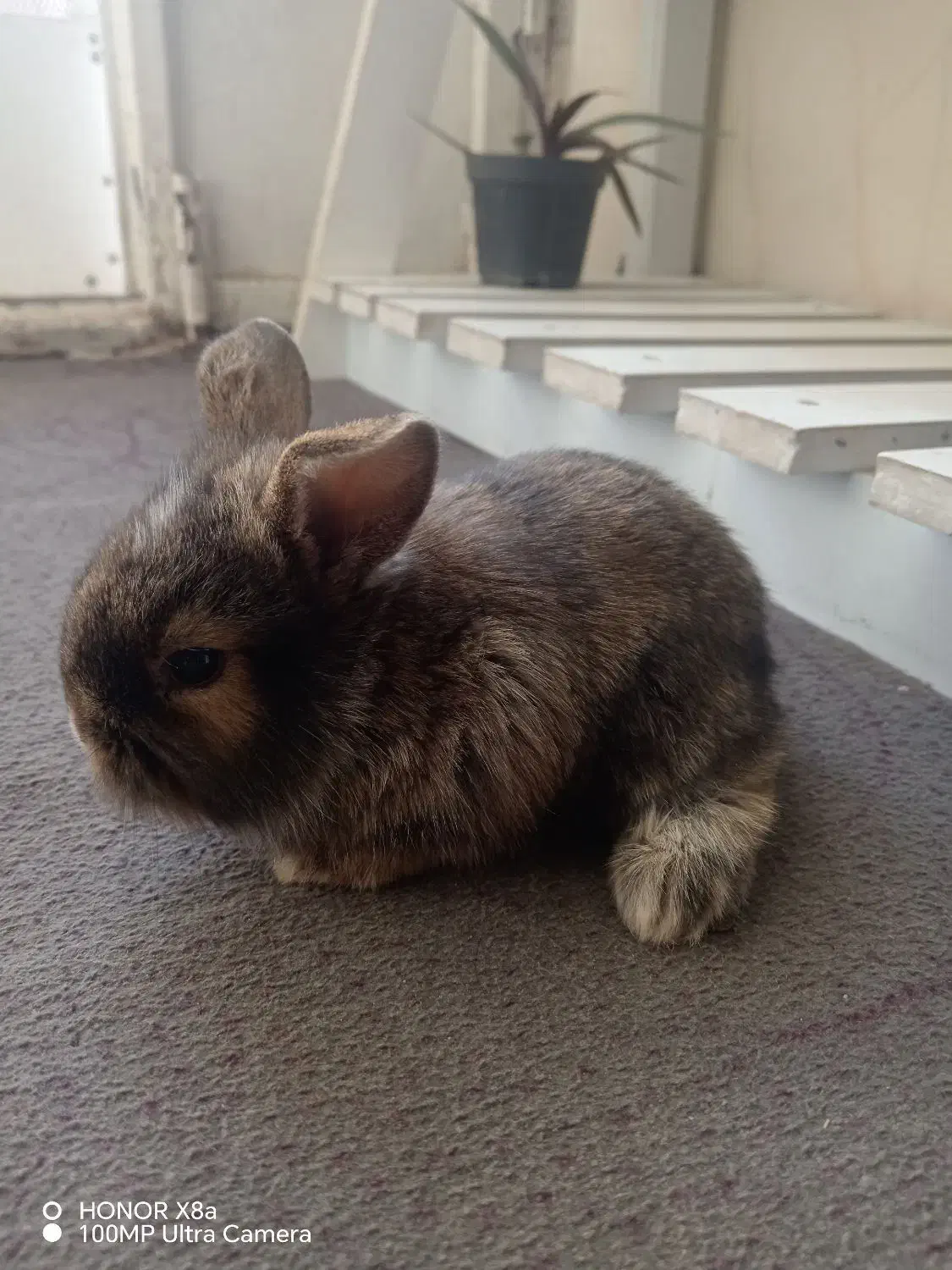 بچه خرگوش لوپ ملوس|موش و خرگوش|سبزوار, قدس|دیوار