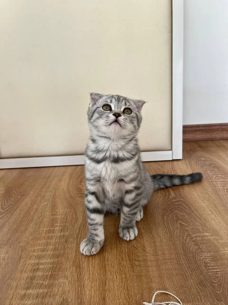 گربه اسکاتیش گوش‌ کوتاه|گربه|ارومیه, |دیوار