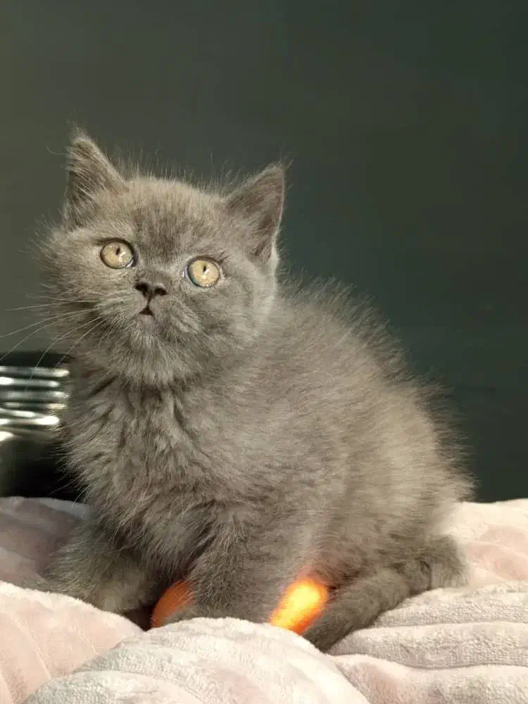 بریتیش شورت هیر بلو|گربه|رشت, لاکانی|دیوار