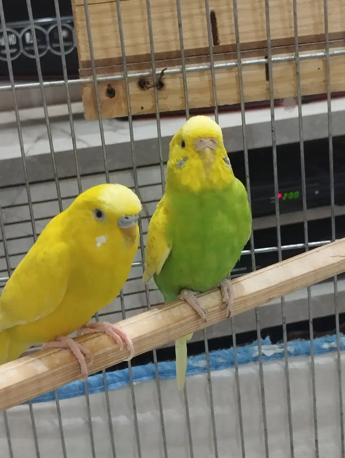 با سلام فروش یه جفت مرغ عشق بعلت کمبود جا|پرنده|شیراز, قلعه شاهزاده بیگم|دیوار