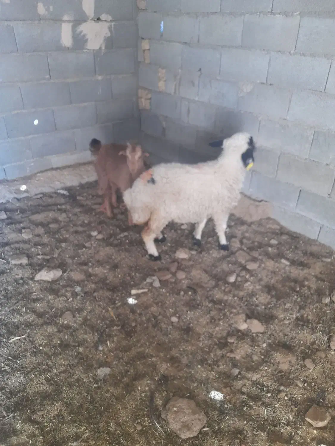 بره بزغاله فروشی|حیوانات مزرعه|حبیب آباد, |دیوار