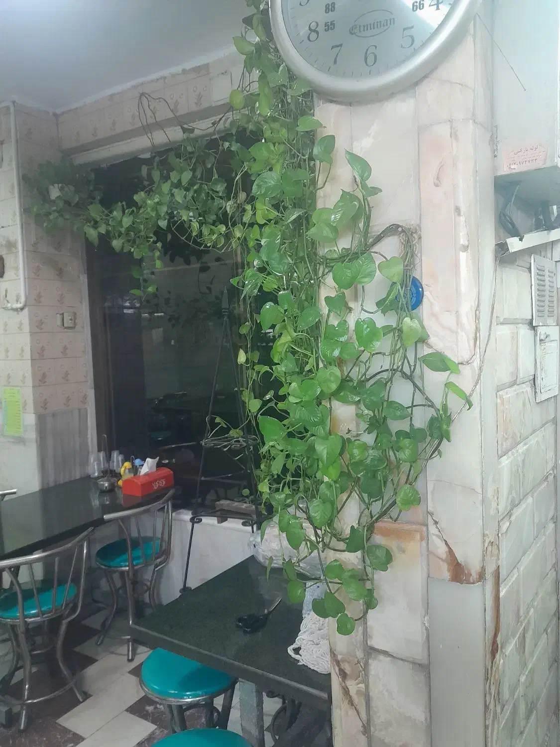 بعلت تغییر تحول این گلها بفروش  میرسدقیمت ۲میلیون|گل و گیاه طبیعی|تهران, حشمتیه|دیوار